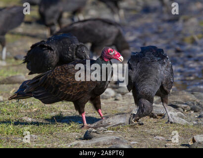 Truthahngeier (Cathartes Aura) und Mönchsgeier (Coragyps atratus) Fütterung auf Überreste eines "Fisch-kill', Myakka State Park, Florida, USA. Stockfoto