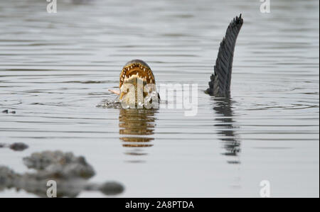 AMERICAN ALLIGATOR (Alligator mississippiensis) Fütterung auf Fisch, Myakka River State Park, Florida, USA. Stockfoto