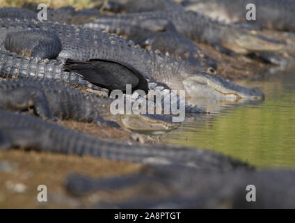 Mönchsgeier (Coragyps atratus) trinken an 'Deep Loch', Myakka River State Park, Florida, USA. Stockfoto