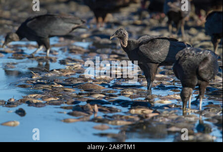 Schwarze Geier (Coragyps atratus) Fütterung auf Überreste eines "Fisch-kill', Myakka State Park, Florida, USA. Stockfoto