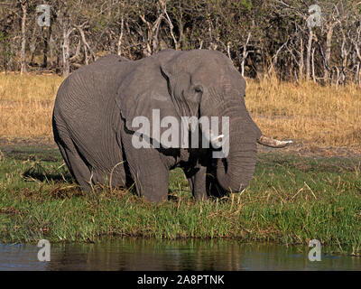 Männliche afrikanischen Busch Elefanten trinken an Wasser Stockfoto