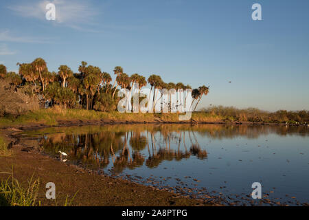 ''Deep Loch'', ein Waschbecken Loch in der Myakka River State Park mit vielen Alligatoren in Florida, USA. Januar Stockfoto