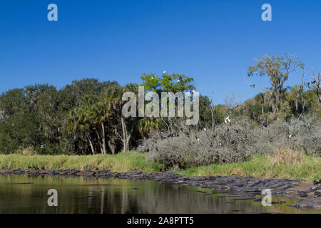 Amerikanische Alligatoren (Alligator mississippiensis) tiefes Loch, Myakka River State Park, Florida, USA. Stockfoto