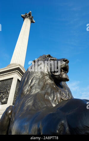 Blick auf den Trafalgar Square Löwen, der am Fuß der Nelson-Säule unter hellblauem Himmel in London, Großbritannien, sitzt Stockfoto