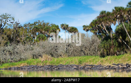 Amerikanische Alligatoren (Alligator mississippiensis) Aalen in der Sonne, tiefes Loch, Myakka River State Park, Florida, USA. Stockfoto