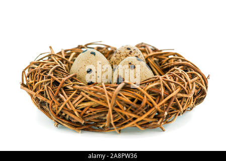 Wachtel Eier in einem Nest auf weißem Hintergrund. Bird's Nest mit winzigen Eiern. Stockfoto