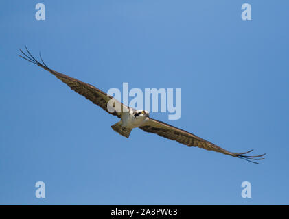 Fischadler (Pandion haliaetus) im Flug, Myakka River State Park, Sarasota, Florida, USA Stockfoto