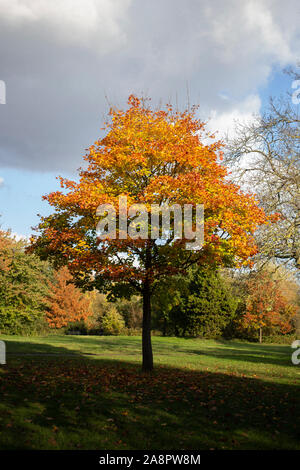 Blick auf Baum mit Rötung Blätter auf die Wandsworth, London Stockfoto