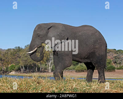 Afrikanischen Busch Elefanten füttern Stockfoto