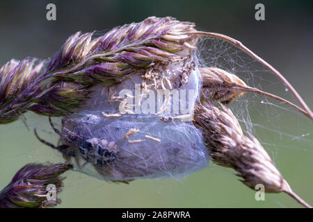 Gartenkreuzspinne (Araneus diadematus) sitzen auf Es ist ei Sac Stockfoto