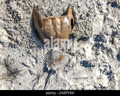 Horseshoe Crab in den Sand auf einer Insel in Charleston, South Carolina Stockfoto