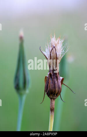 Ziegen-Bart (Tragopogon pratensis) Samen Kopf heraus Stockfoto