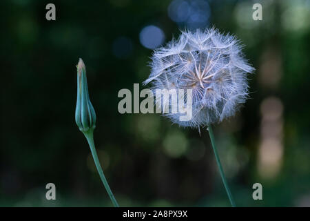 Ziegen-Bart (Tragopogon pratensis) Samen Kopf Stockfoto