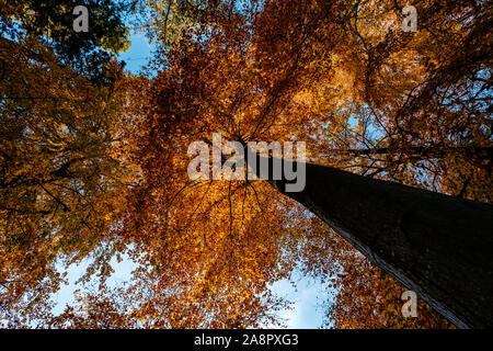 Herbstliche Bäume Stockfoto