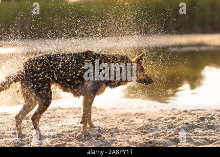 Hund schüttelt das Wasser nach dem Schwimmen im See. Hund Spaß. Stockfoto