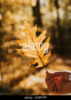 Nahaufnahme einer Hand, die Hintergrundbeleuchtung Eichenlaub auf einen Tag fallen, in einem Wald. Stockfoto