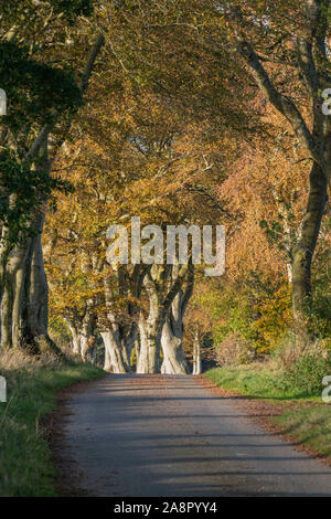 Buche (Fagus sylvatica) Futter eine sonnige Aberdeenshire Country Lane im Herbst Stockfoto
