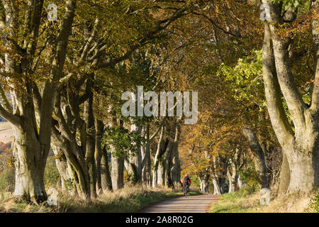 Ein einsamer Radfahrer durch einen Tunnel der Buche (Fagus sylvatica) in einer ruhigen Aberdeenshire Country Lane im Herbst Stockfoto