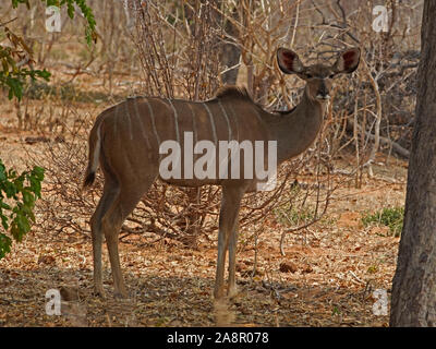 Weibliche Kudus stehend Stockfoto