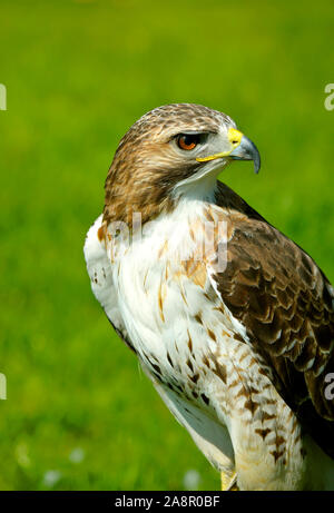 Red-Tailed-Mäusebussard Buteo jamaicensis Lateinischer Name Stockfoto