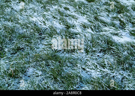 Der erste Schnee auf dem grünen Rasen, im Herbst, Winter und Frühling. Grüne Wiese mit ersten Schnee bedeckt. Stockfoto