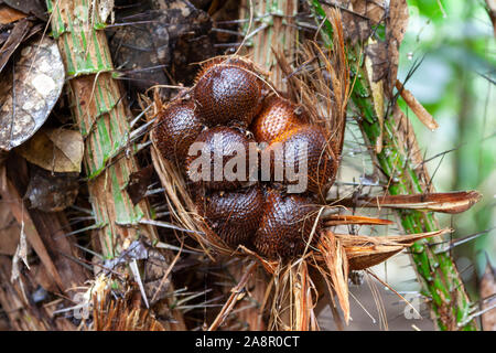 Salak Schlange Früchte sitzen in dem Baum bereit eingesteckt werden. Schlange Obst ist eine Delikatesse und Wissen in Südostasien, insbesondere in Indonesien. Stockfoto