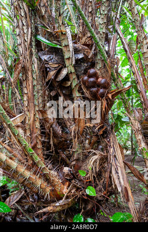 Salak Schlange Früchte sitzen in dem Baum bereit eingesteckt werden. Schlange Obst ist eine Delikatesse und Wissen in Südostasien, insbesondere in Indonesien. Stockfoto