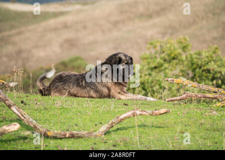 Maremma Sheepdog hüten Schafe, Maremma, Toskana, Italien, EU, Europa Stockfoto