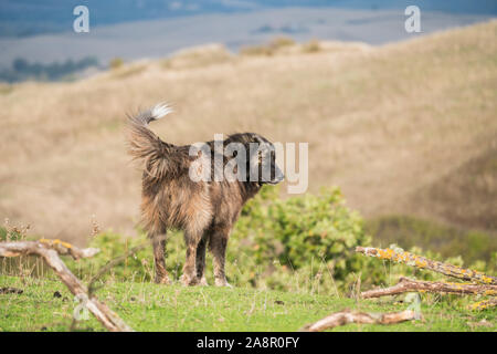 Maremma Sheepdog hüten Schafe, Maremma, Toskana, Italien, EU, Europa Stockfoto