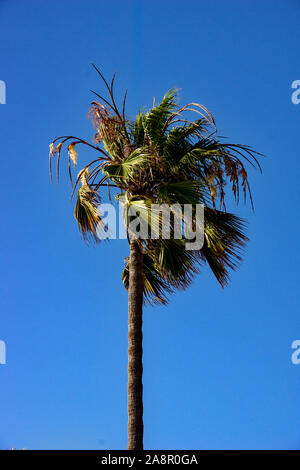 Eine einsame Palmen (Washingtonia robusta) in Newport Buche in Kalifornien gegen einen blauen Sommerhimmel. Stockfoto
