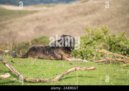 Maremma Sheepdog hüten Schafe, Maremma, Toskana, Italien, EU, Europa Stockfoto