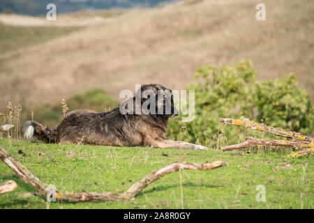 Maremma Sheepdog hüten Schafe, Maremma, Toskana, Italien, EU, Europa Stockfoto