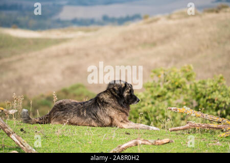 Maremma Sheepdog hüten Schafe, Maremma, Toskana, Italien, EU, Europa Stockfoto