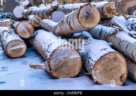 Amtsleitungen der großen Bäume im Winter. Gesägt Stämme der großen Pappeln mit Schnee bedeckt. Stockfoto