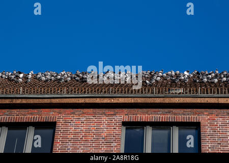 Hunderte von Tauben auf einem Dach in Hannover Linden an einem sonnigen Herbst sagen. Stockfoto