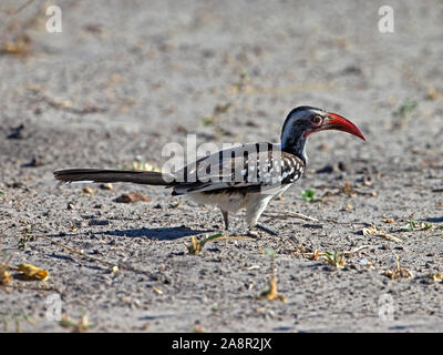 Southern Red-billed Hornbill auf dem Boden Stockfoto