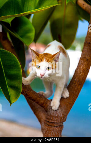 Erschrocken streunende Katze auf einen Baum, auf der Flucht vor einem Hund Stockfoto