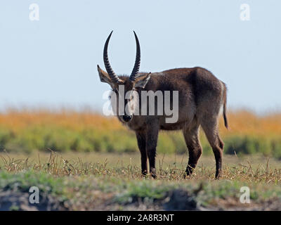 Männliche Wasserbock stehend Stockfoto