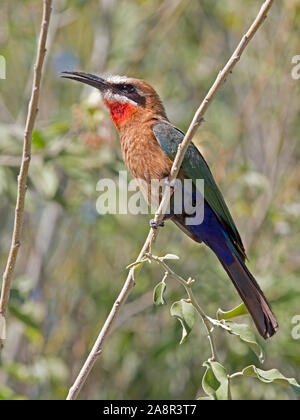 White-fronted Bee-eater gehockt Stockfoto