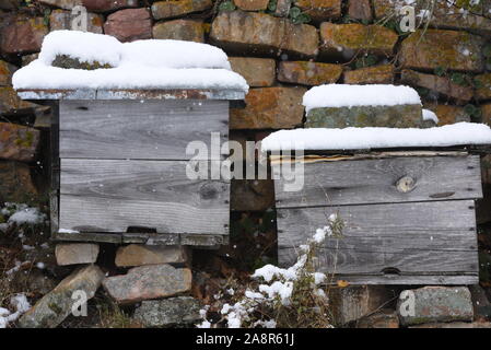 Tierras Altas, Spanien. 10 Nov, 2019. Nesselsucht mit Schnee bedeckt gesehen an den Oncala Berg (1.454 m) in der Nähe des kleinen Dorfes von Las Aldehuelas. ein Schneefall, von starkem Wind begleitet, schlug einige Dörfer von Tierras Altas Region, Provinz Soria. Gelb und Orange Snow Warnmeldungen wurden in mehreren Provinzen Nord Spanien gesetzt. Quelle: John milner/SOPA Images/ZUMA Draht/Alamy leben Nachrichten Stockfoto