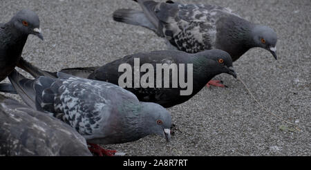 Eine Gruppe von Stadt Tauben auf dem Boden in einer Linie picken. Nahaufnahme von drei städtischen, wilde Vögel, die ihre Herde auf dem Weg Stockfoto