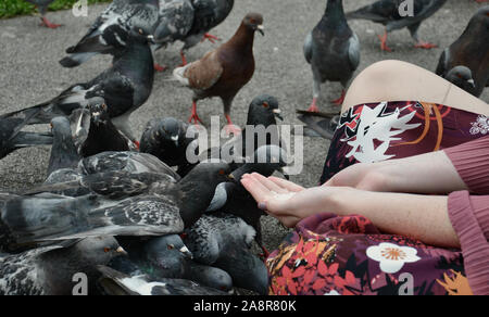 Dame in den öffentlichen Park hand Reis füttern Tauben, mit gekreuzten Beinen und gemusterten Hose Stockfoto