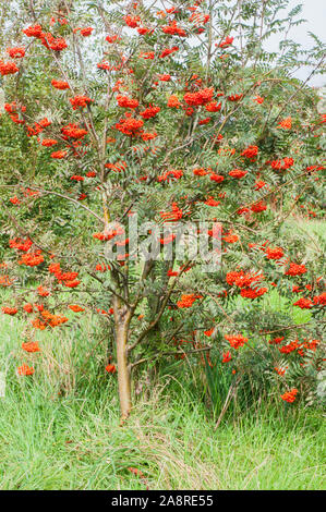 Sorbus aucuparia, Eberesche, Eberesche, Bild Beeren im Herbst. Hat dunkelgrüne Blätter im Sommer Rot oder Gelb drehen im Herbst. Stockfoto