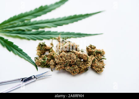 Selektiver Fokus der Schere, grüne Blatt Cannabis und Marihuana Knospen auf weißem Hintergrund Stockfoto