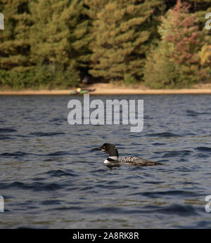 Common loon auf einem See im Herbst im Norden von Ontario, Kanada Stockfoto