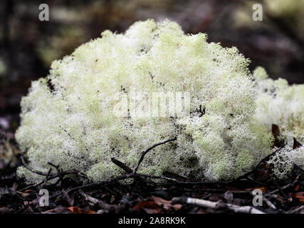 Nahaufnahme einer White Moss auf Waldboden. Bahia, Brasilien, Südamerika. Stockfoto