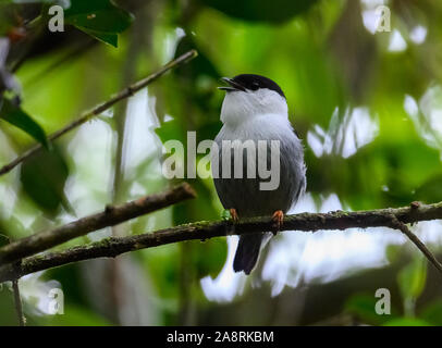 Einen männlichen Weißen bärtigen Manakin (Manacus manacus) auf seiner Lek thront. Bahia, Brasilien, Südamerika. Stockfoto