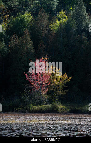 Bäume am Ufer selektiv leuchtet im späten Tag tief stehenden Sonne im Herbst Stockfoto