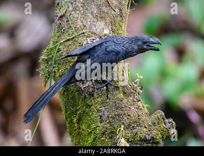 Ein Glattschnabelani (Crotophaga ani) auf einem Baumstamm. Bahia, Brasilien, Südamerika. Stockfoto