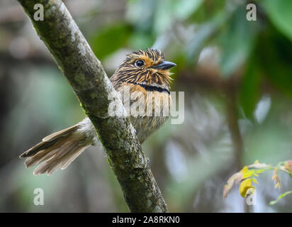 Ein Crescent-chested Puffbird (Malacoptila Striata) auf einem Ast sitzend. Bahia, Brasilien, Südamerika. Stockfoto